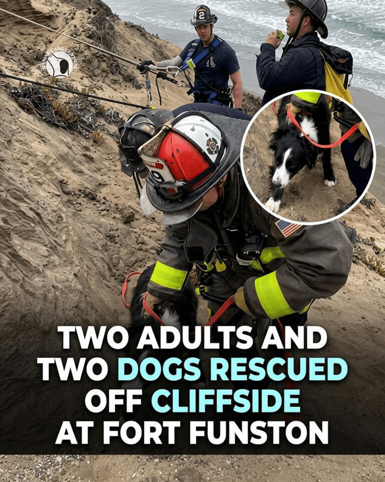 San Francisco Fire Department Rescues Two Adults and Two Dogs from Fort ...