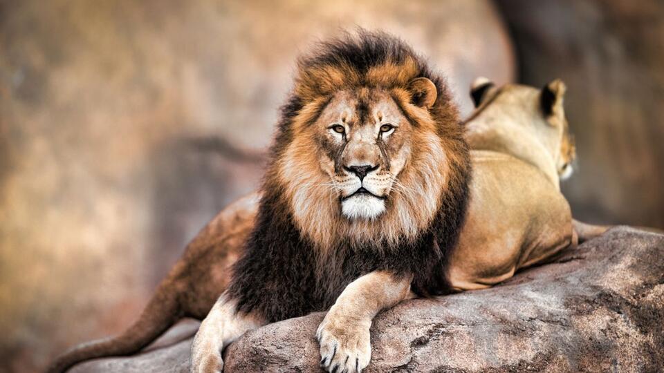 One Super Predator in Africa Instills More Fear Than Lions - NewsBreak