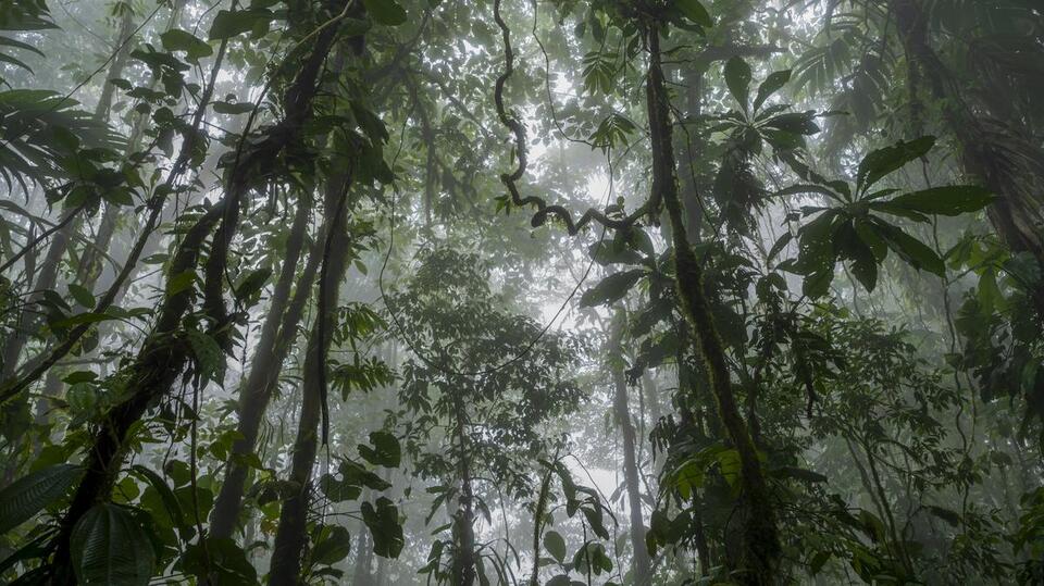 Rainforests Can Bounce Back Much Faster Than Thought, Researchers Say ...