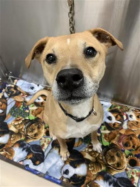 🐶 Playful, Loyal & Loving Dogs Ready for Adoption in Fairbanks - NewsBreak