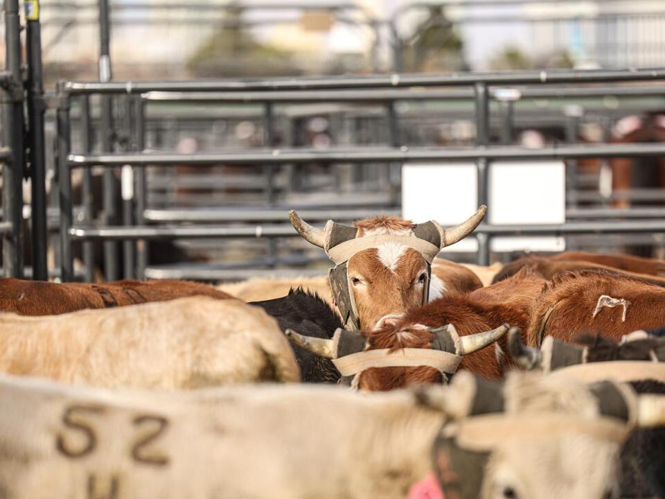 2024 NFR Team Roping’s Round 3 Steer Report