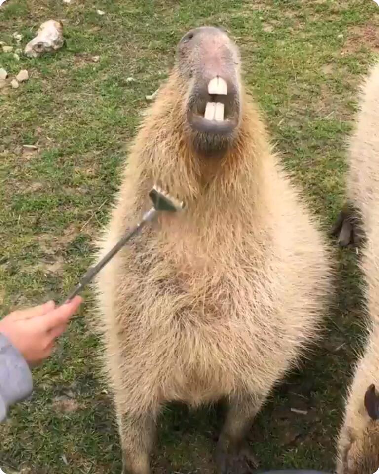 Capybara Heaven Newsbreak