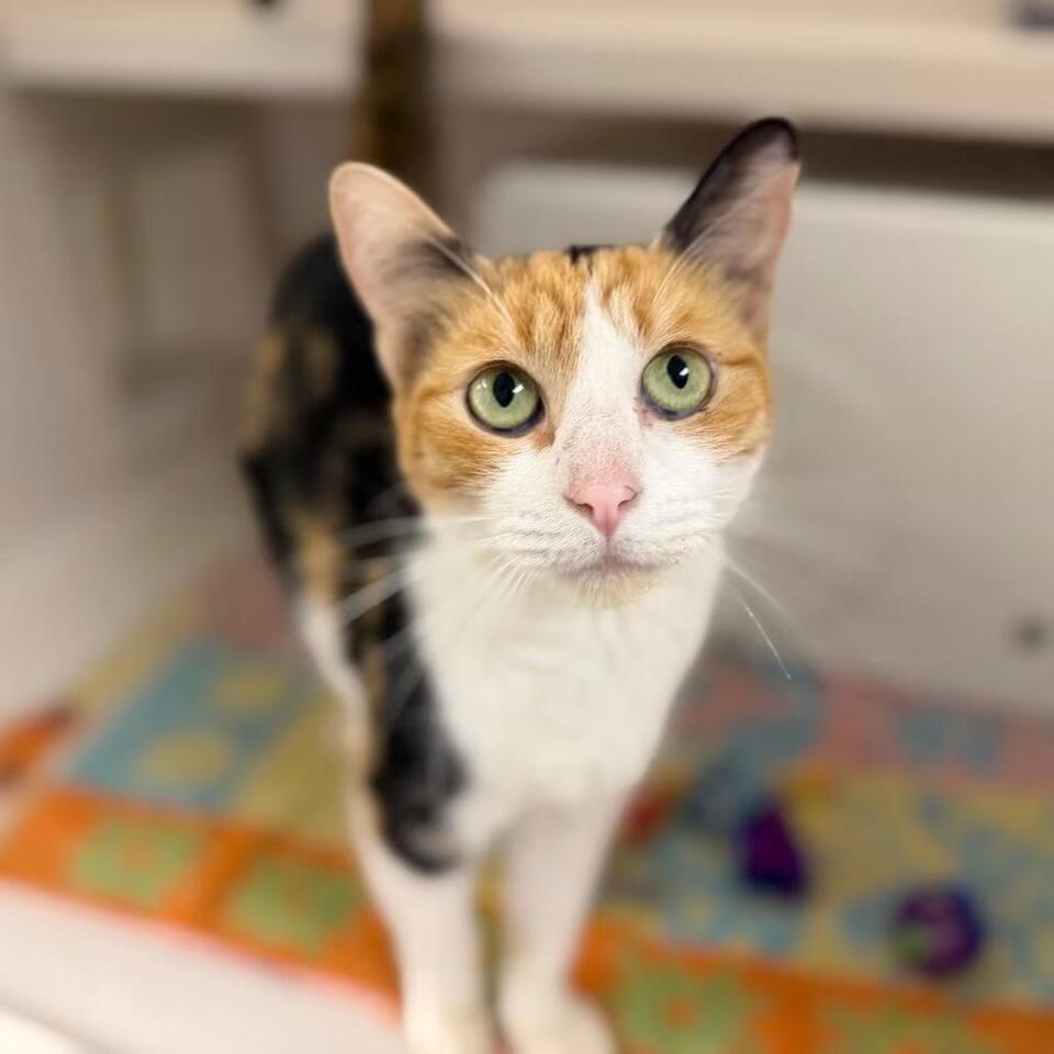 🐱 Sarasota Cats Ready for Adoption at Humane Society Shelter - NewsBreak