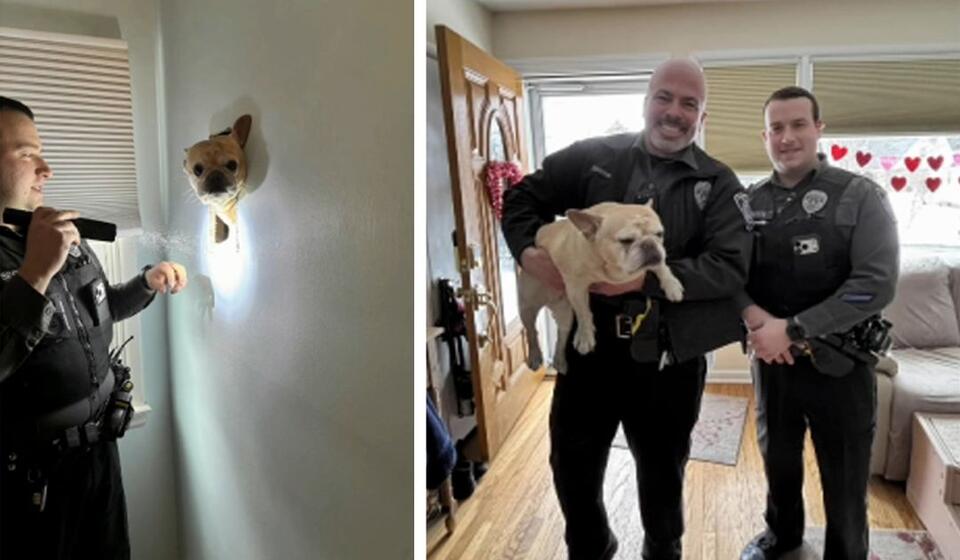 Bulldog in Upper Dublin rescued after being trapped in a wall - NewsBreak