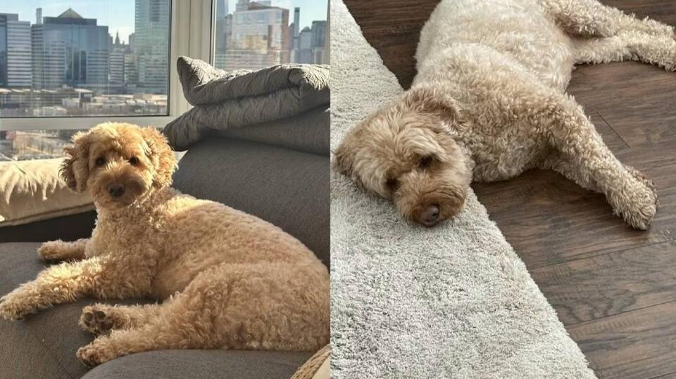 A sweet Goldendoodle and Yorkie mix, Jackson needs a home because of his current health issues