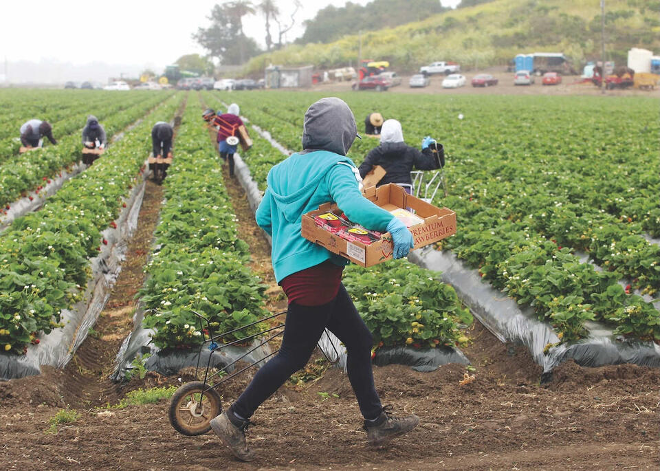 Strawberries drive increase in Santa Cruz County crop values - NewsBreak