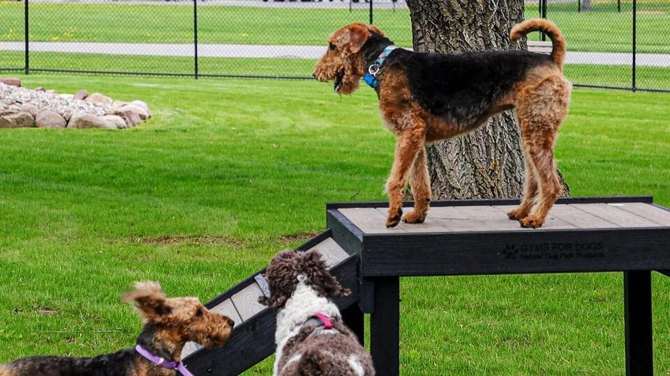 'The Bark Yard' dog park opens at Parma Town Park - NewsBreak