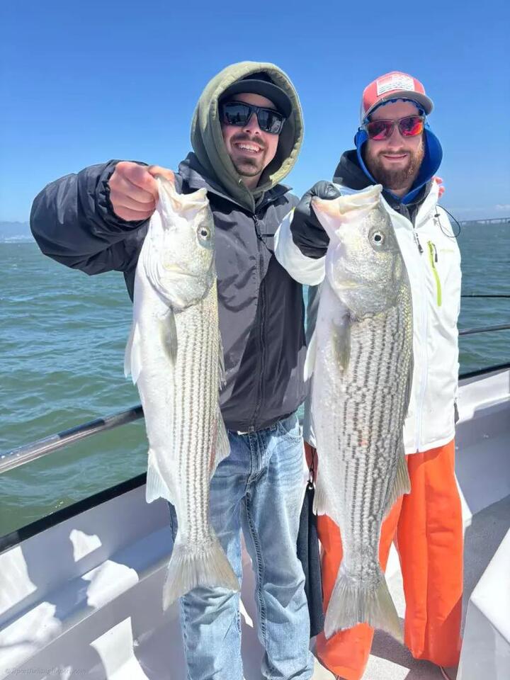 More wide open striped bass action