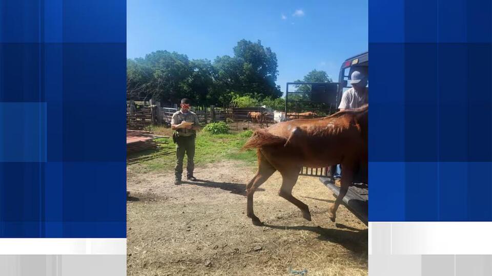 Sherman man arrested, 39 horses recovered in Grayson County animal ...