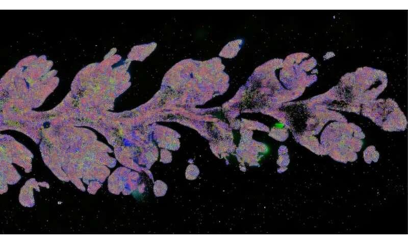 Innovations in spatial imaging could unlock higher wheat yields - NewsBreak