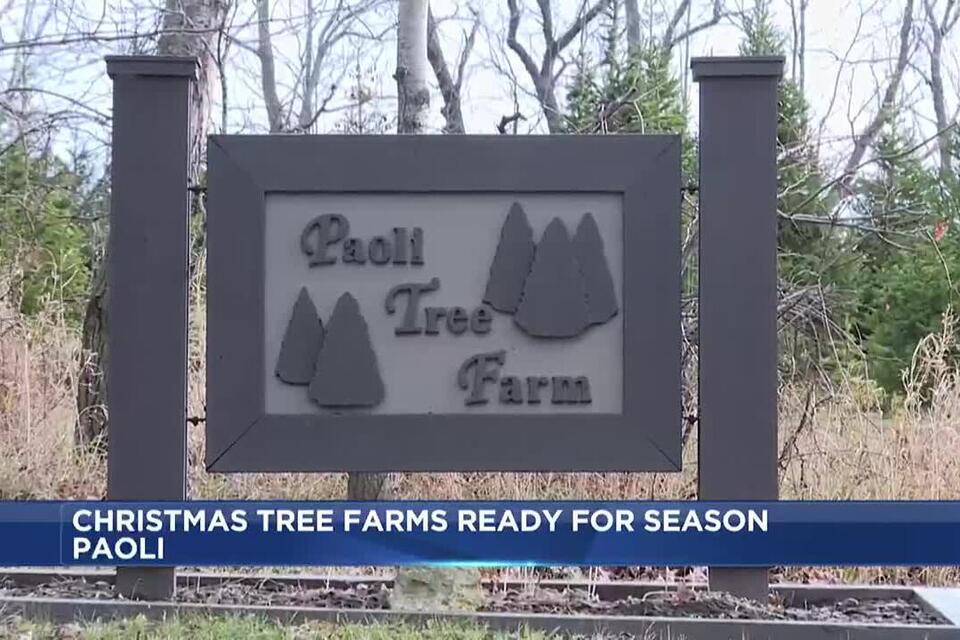 Christmas tree farm ready for a successful season despite weather ...
