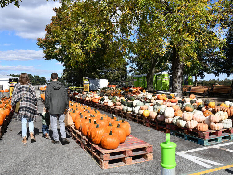 Prime time for pumpkins Fruits of fall widely available at First State