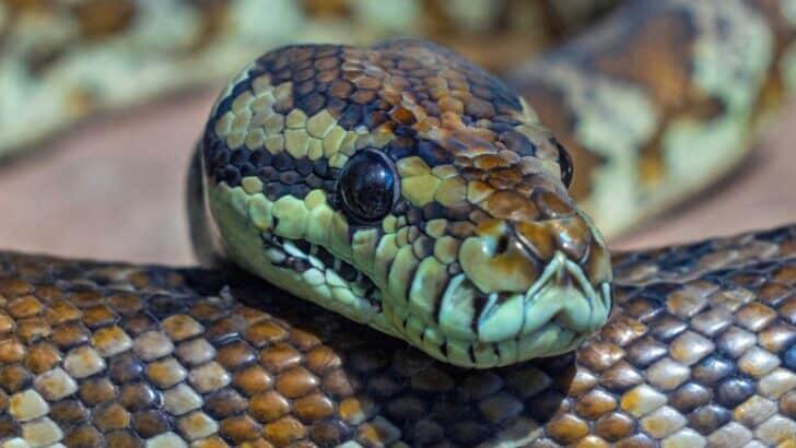 How Snakes Use Infrared Vision to Hunt in the Dark