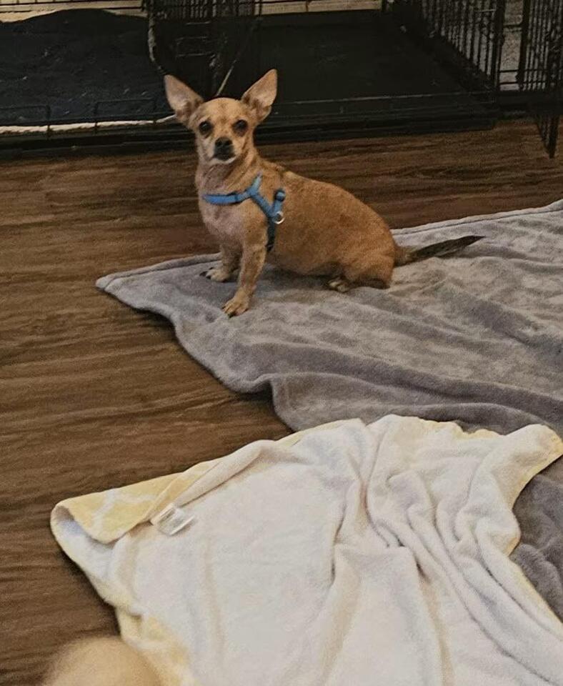 🐶 Gentle Senior & Small Dogs Ready for Adoption in Weeki Wachee - NewsBreak