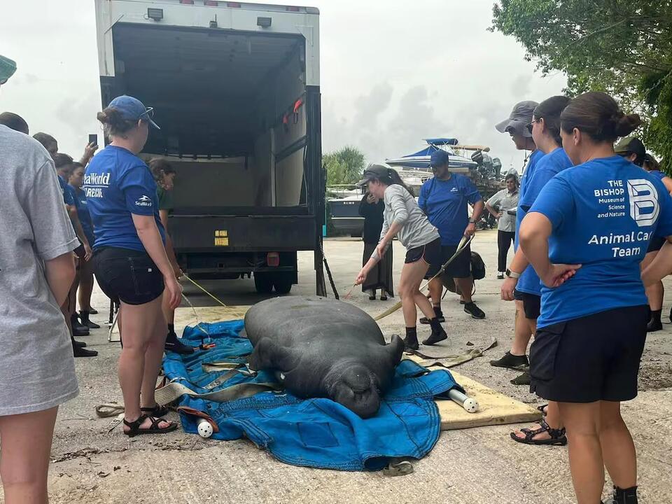 Rescued manatee released back into the wild