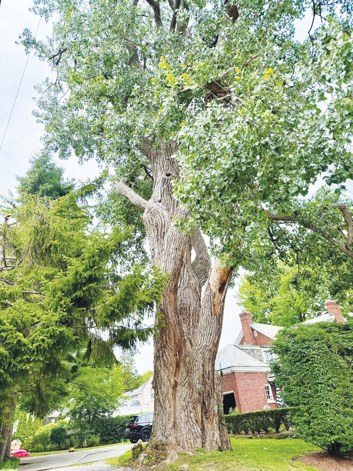 Local tree group looking for trees with history