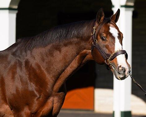 Crossroads Classic: Breeders' Cup Key to Sire Race