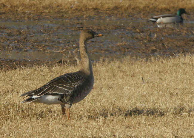 Goose native to Europe, Siberia descends on Greenwich. So do the bird ...