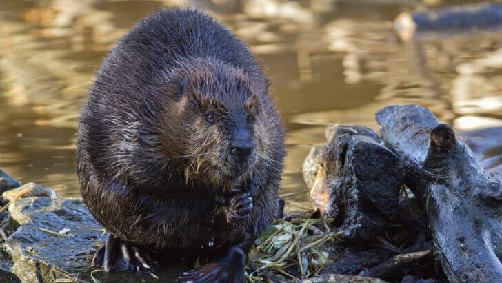 Why Beavers Are Nature’s Most Underrated Engineers - NewsBreak