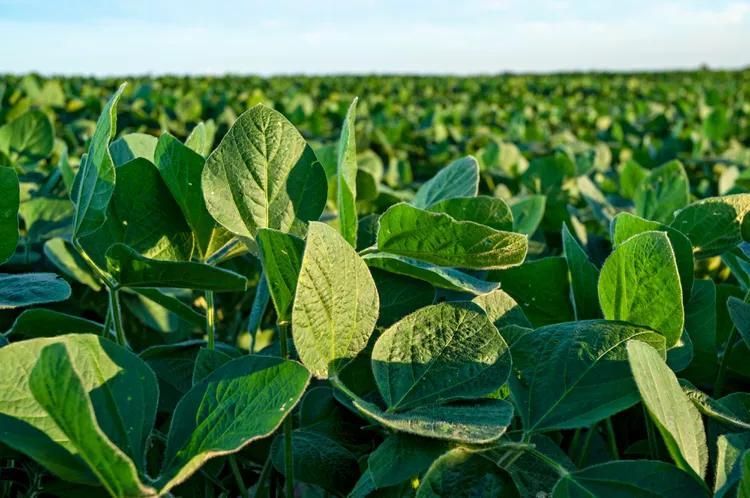 El Nino, a Threat Elsewhere, Likely to Help Argentina's Crops, Experts ...