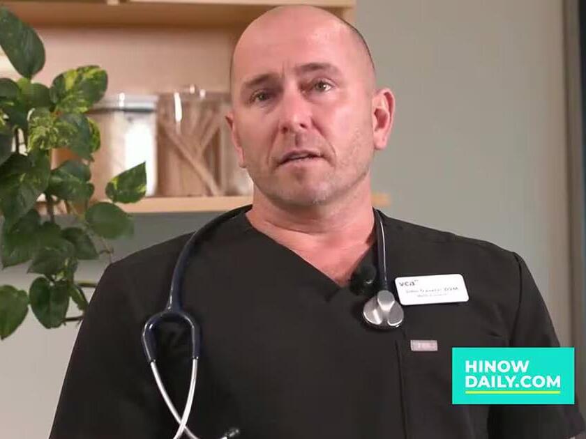 Euthanasia services at VCA Animal Hospitals