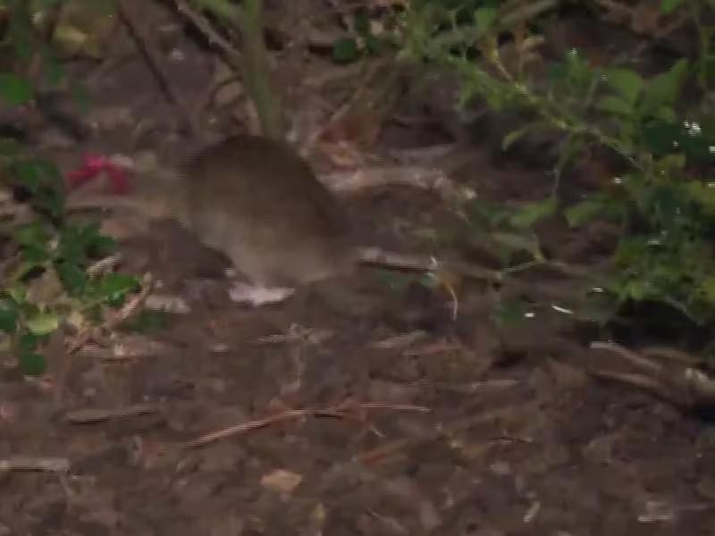 ‘Rat Annihilation Team’ strolls city streets with dogs to help mitigate ...