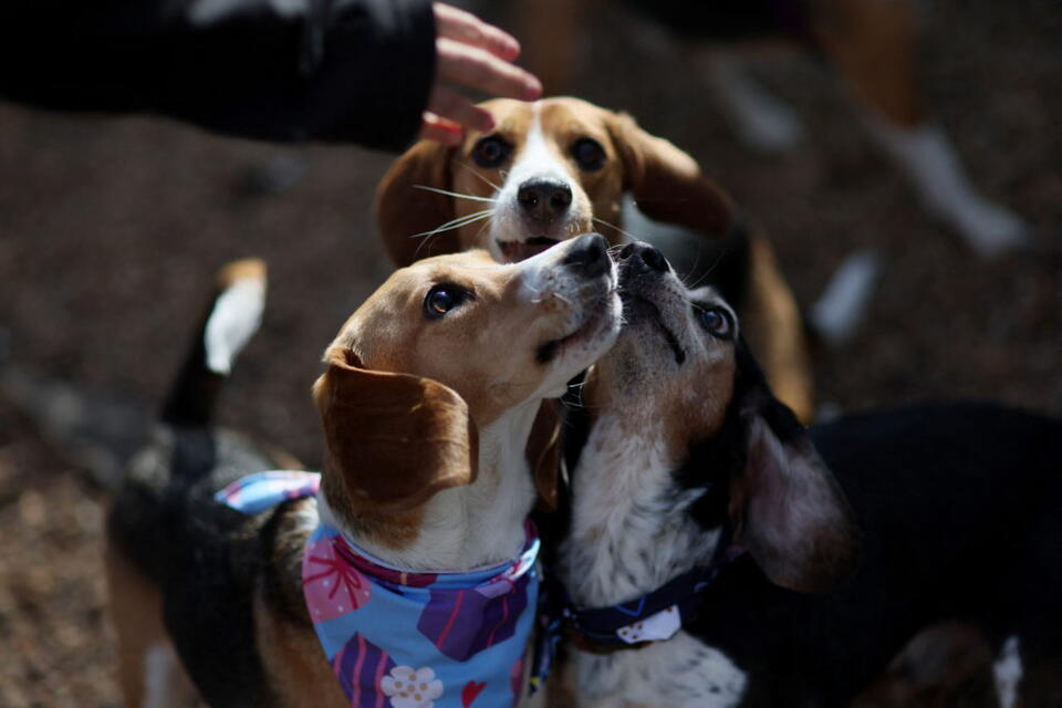 1,500 beagles will find new homes after release from research facility ...
