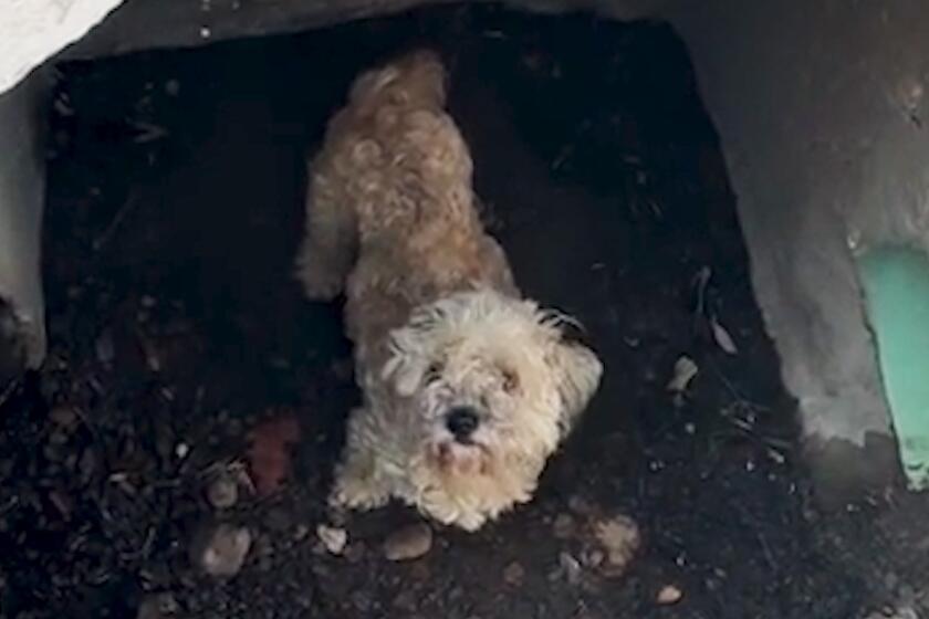Teddy the poodle, missing for a month, is pulled from drain in video. Owner gets surprise reunion