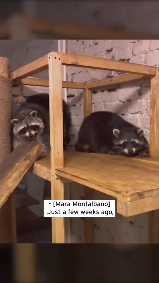 Raccoon Cafe in Kharkiv Ukraine Becomes SafeHaven for Ukrainians ...
