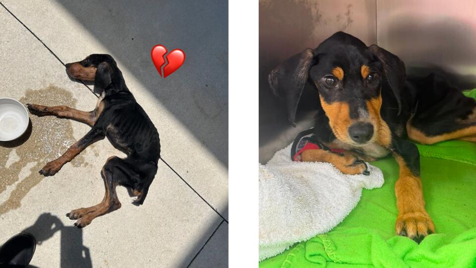 18-year-old arrested after rescued Flagler County puppy dies, deputies say