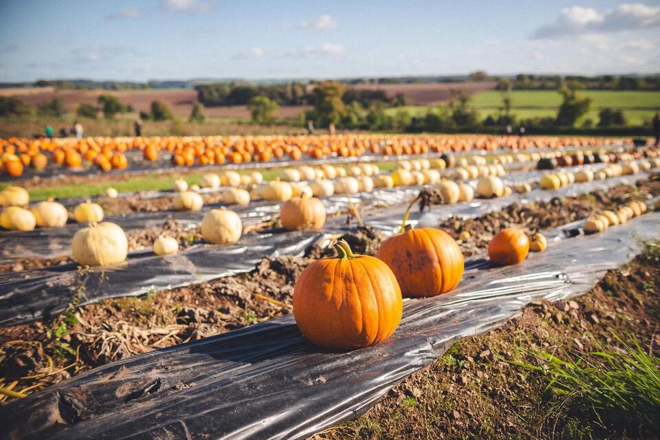 7 farms and businesses with pumpkins in Racine County - NewsBreak