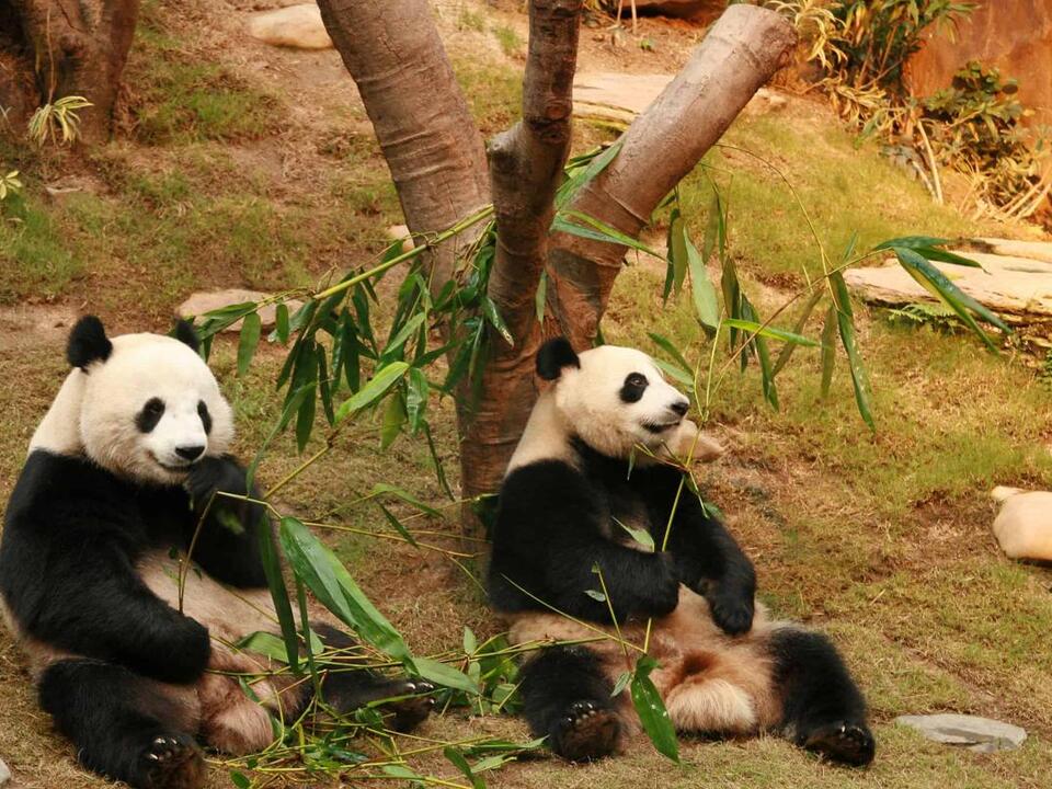 Will We Ever See Pandas In American Zoos Again?