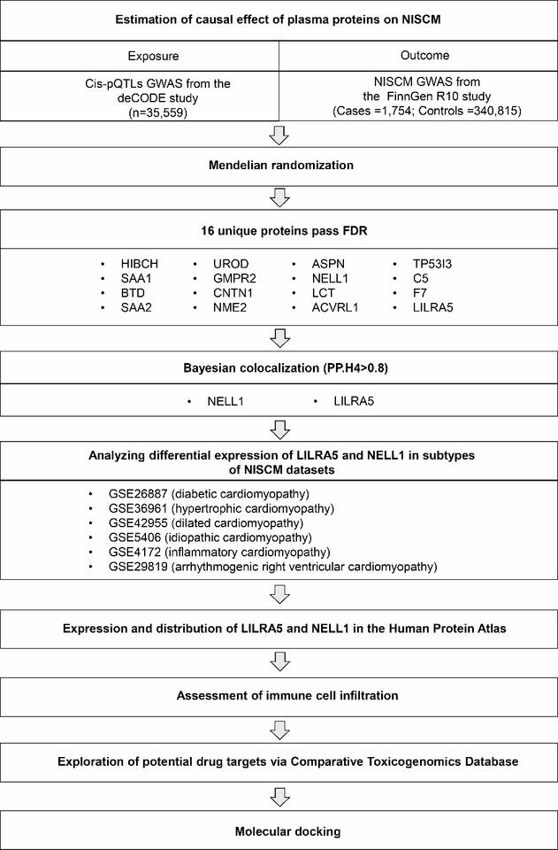 Identification of potential therapeutic targets for nonischemic ...