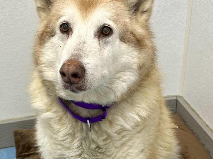 vermont, vt, pets, springfield, humane society, barn cat, adopt, adoption, cat, pet