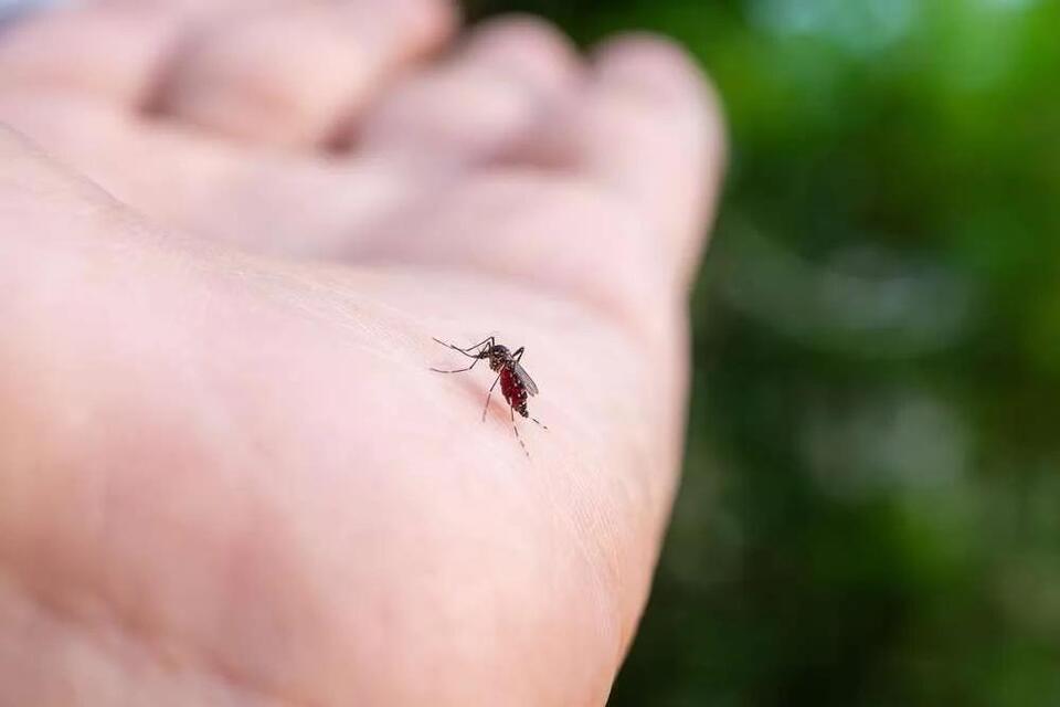 Mosquito season is in full swing in Mississippi. Here’s how to avoid becoming dinner.