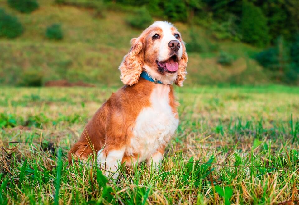 How Old Is 8 in Dog Years? Vet-Approved Age Guide by Breed Size - NewsBreak