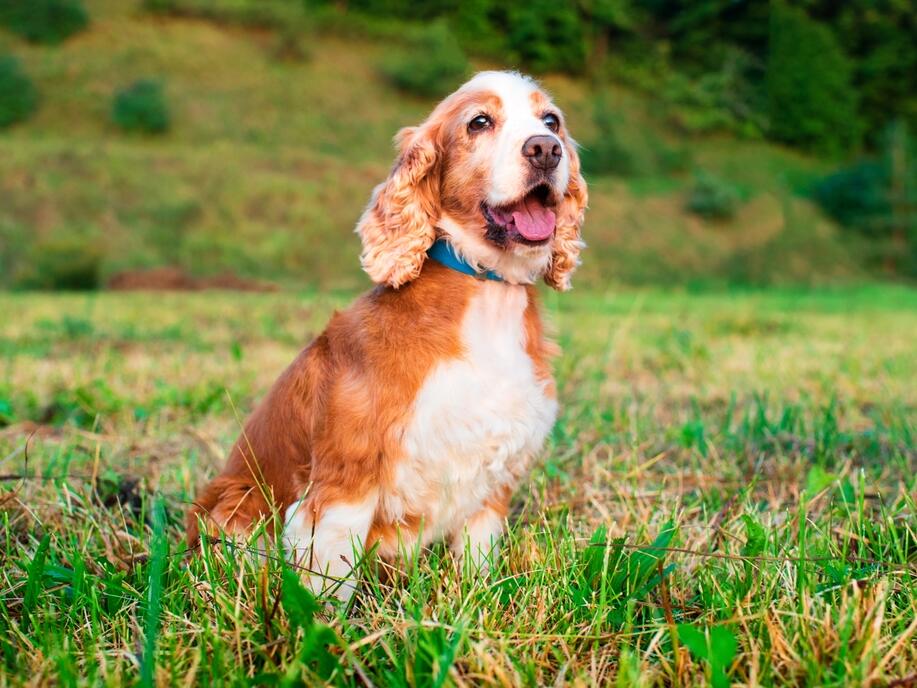 How Old Is 8 in Dog Years? VetApproved Guide to Each Size of Dog