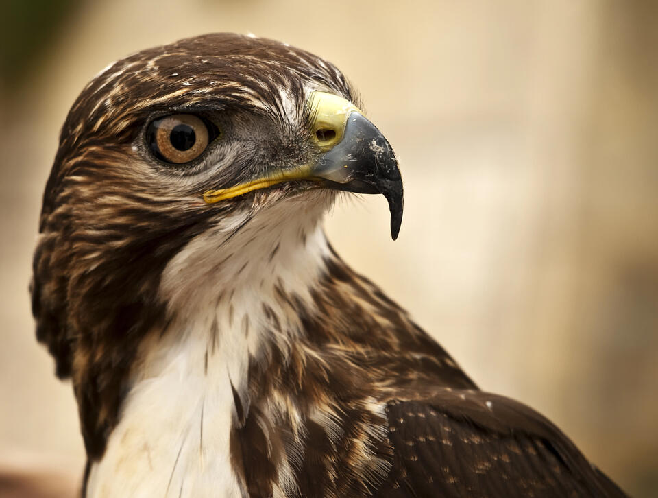 Three tornado-rescued birds released in Ringle - NewsBreak