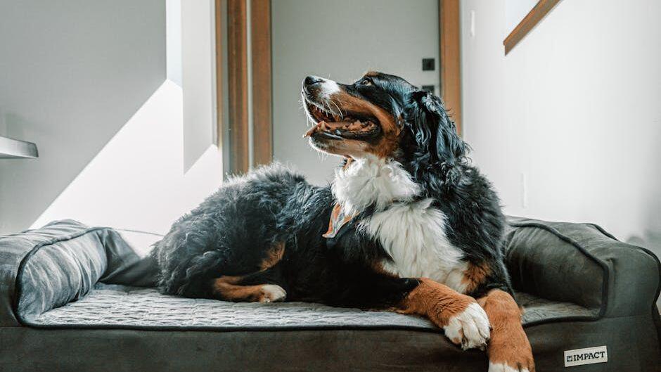 12 Dog Breeds That Excel as Service Animals and Why They’re So Special ...