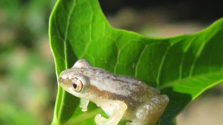 14 Things to Know Before Buying a Pet Frog - NewsBreak