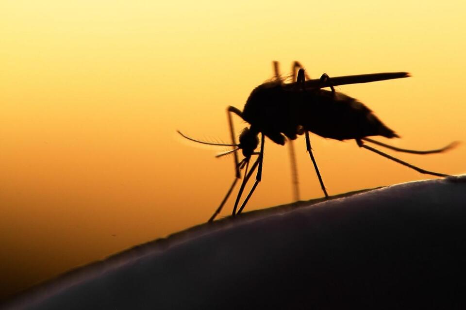 West Nile Virus Detected In Washington Mosquitoes As Biting Season Picks Up