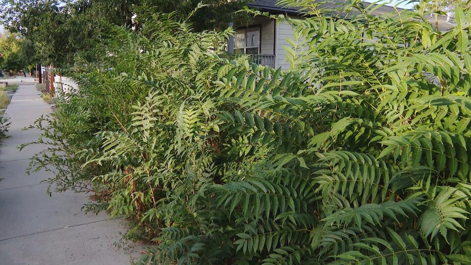 Local group works to kill invasive tree of heaven in Denver's ...