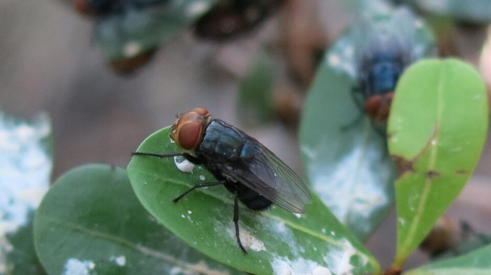 1st Infection from Flesh-Eating Fly Confirmed in U.S. What is it ...