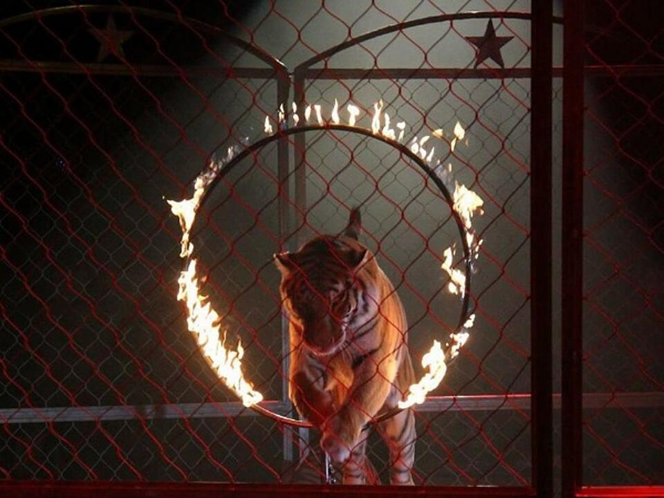 Circus Animals Banned From Town Toyota Center