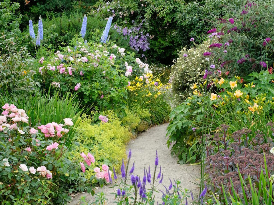 7 flowers to plant in July perennials, annuals and biennials to