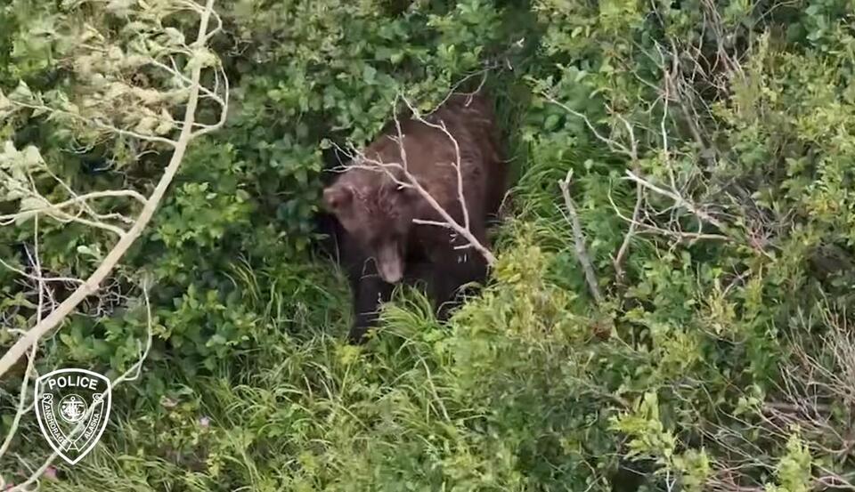 Woman attacked by bear while hiking with friend and dogs in Alaska