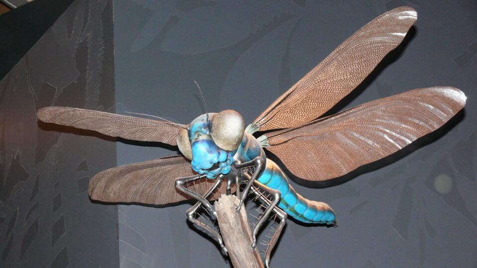 Did Giant Insects Once Roam Earth? The Truth About Prehistoric Bugs ...
