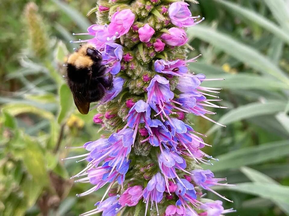 Your Mendocino County Garden: August