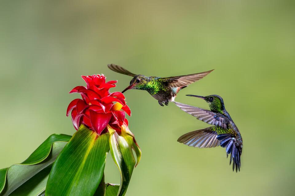 13 Reasons Hummingbirds Aren’t Visiting Your Yard—and How to Fix Them
