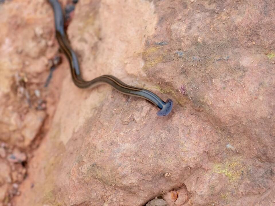 Experts warn of toxic hammerhead worms invading Arkansas